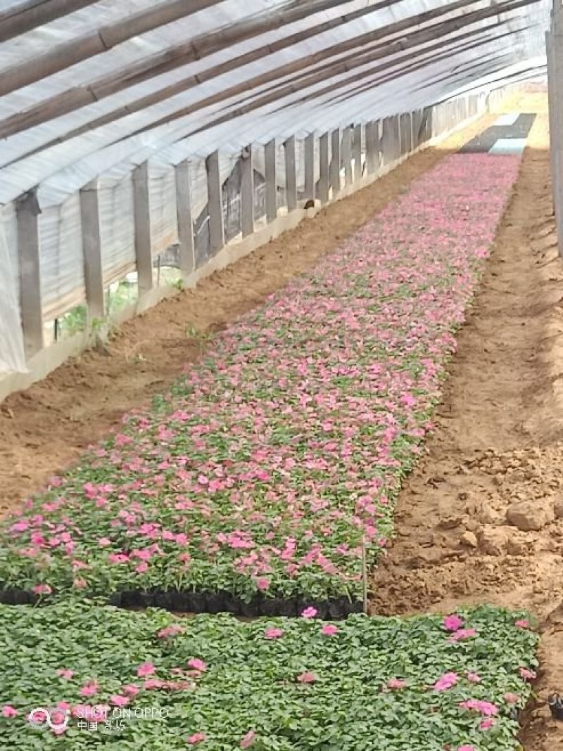 山东青州非洲凤仙花基地直发可视频看货量大价优
