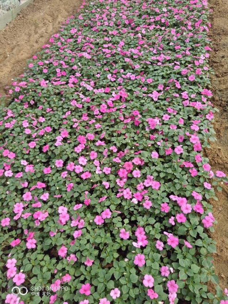 山东青州非洲凤仙花基地直发可视频看货量大价优