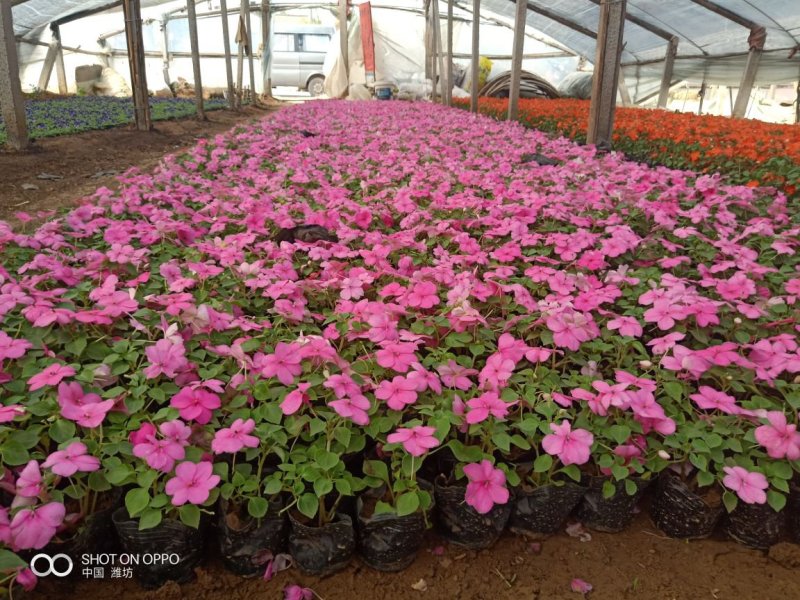 山东青州非洲凤仙花基地直发可视频看货量大价优
