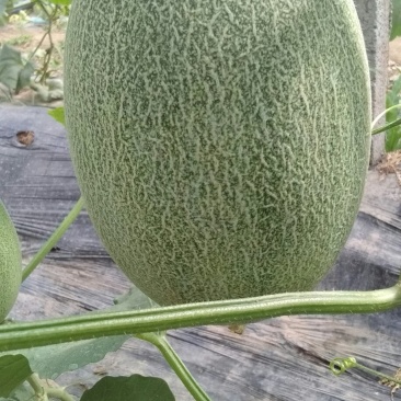西州蜜瓜