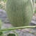 西州蜜瓜