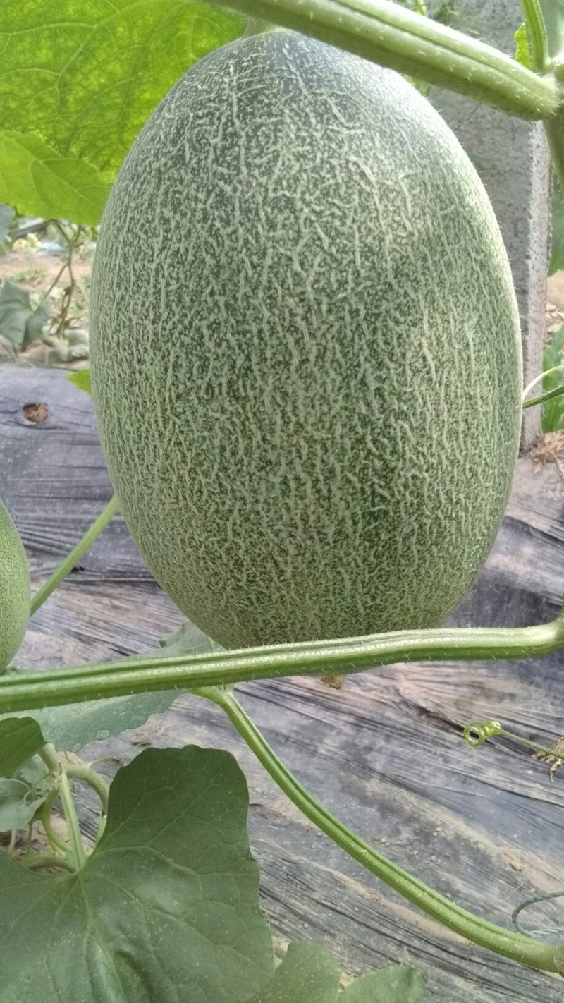 西州蜜瓜