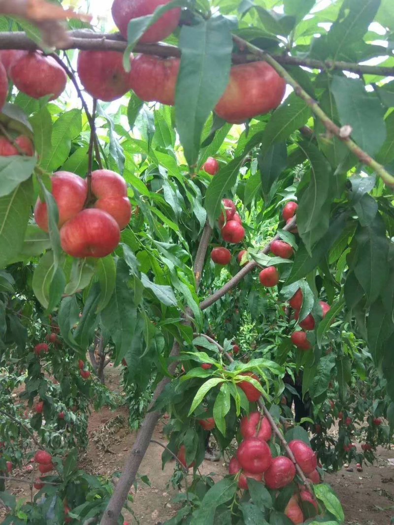 【热卖】河北油蟠桃，36-3基地直供，上万斤安排，