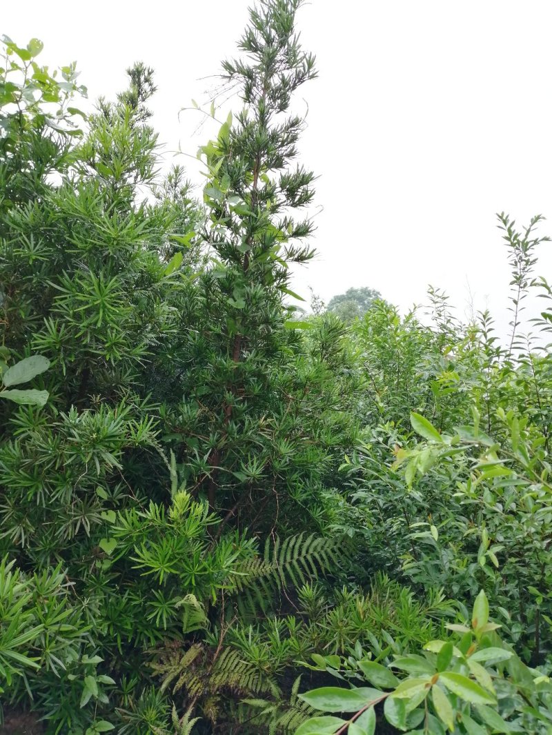 罗汉松苗园林绿化树1.5.一2.0米高