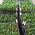 大叶棕竹苗室内观叶植物四季常青净化空气
