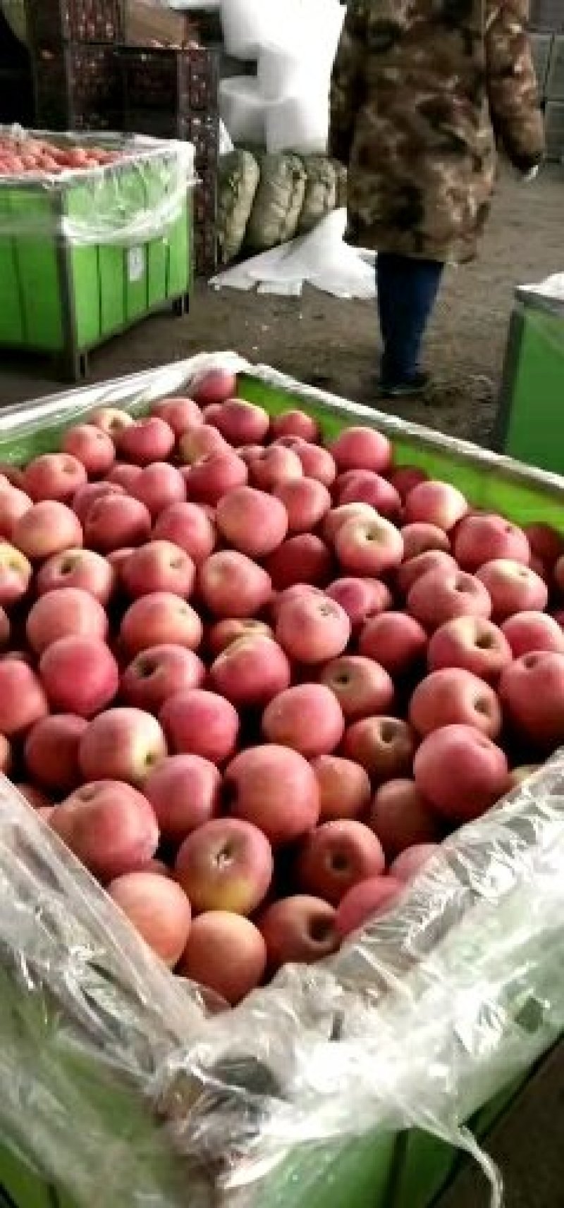【山东红富士苹果批发】🍎膜袋果纸袋果，大量现货供应中