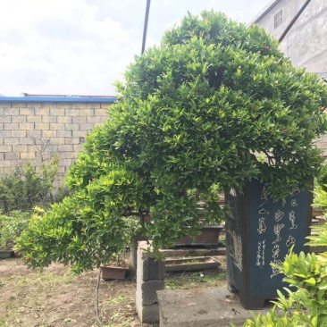 精品石榴盆景
