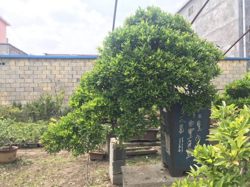 精品石榴盆景