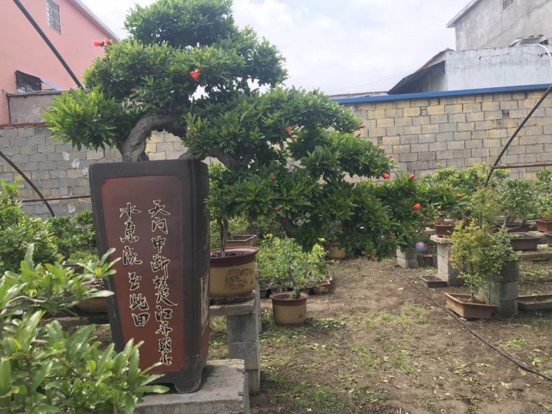 精品石榴盆景