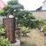 精品石榴盆景