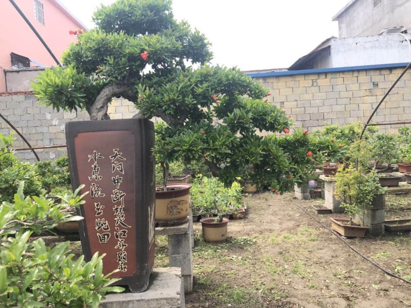 精品石榴盆景