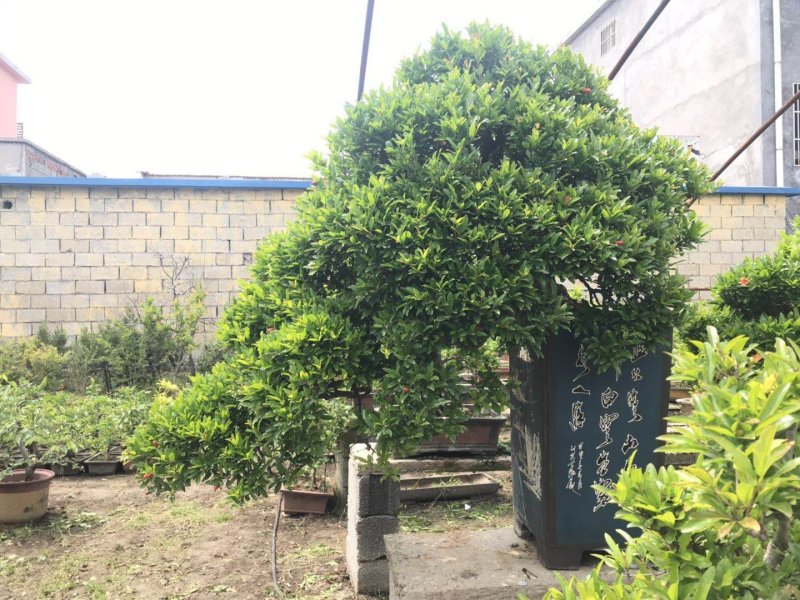 精品石榴盆景