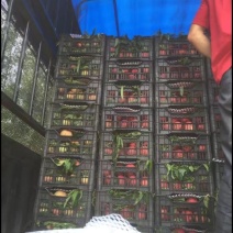 6月中旬代收油桃，春雪，大红袍