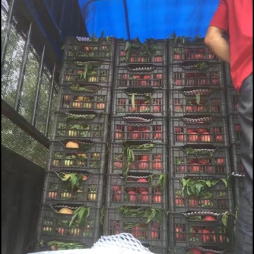6月中旬代收油桃，春雪，大红袍