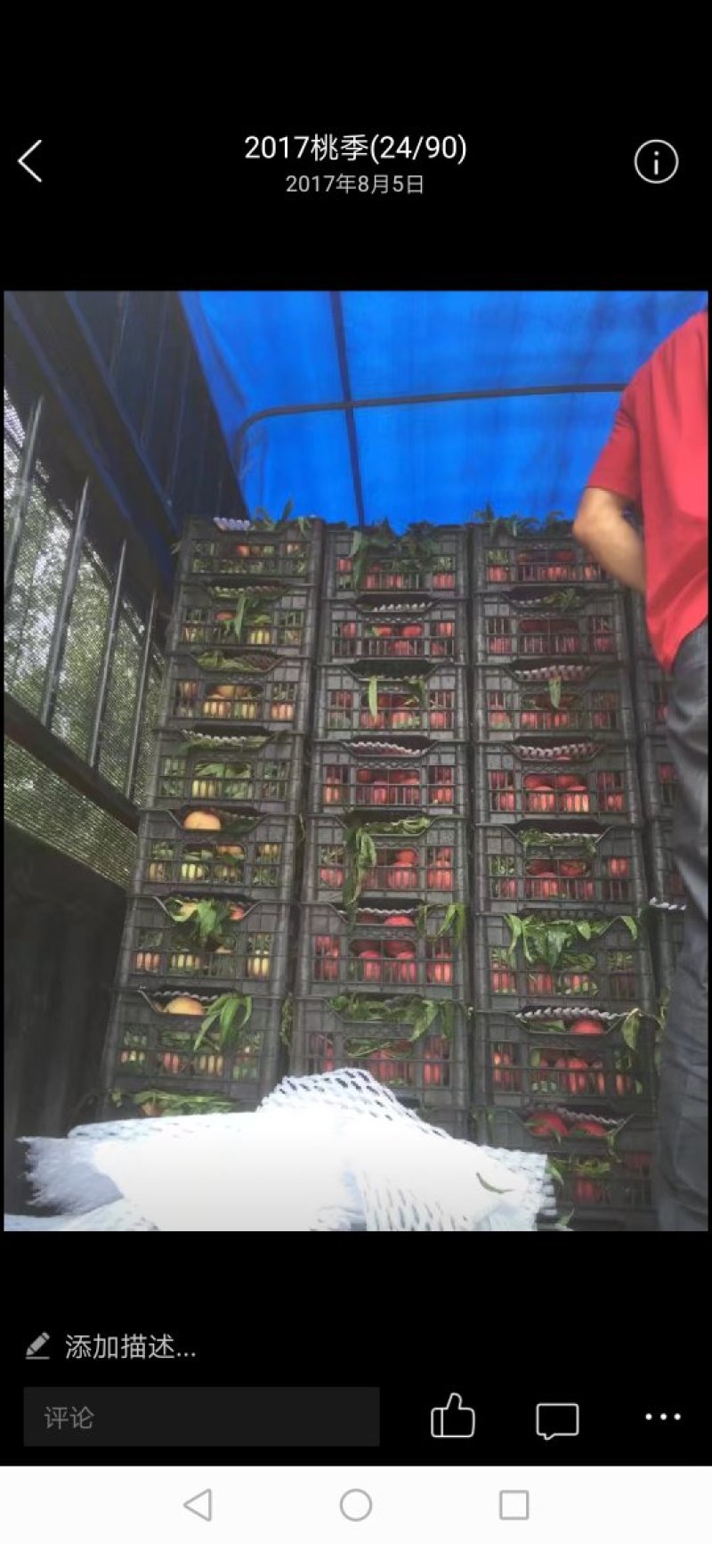 6月中旬代收油桃，春雪，大红袍