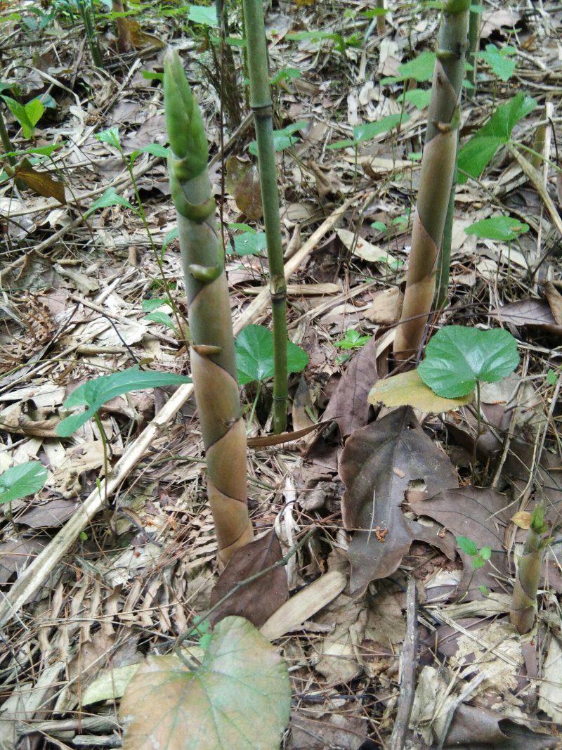 大量出售新鲜带壳竹笋