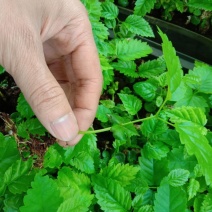 紫花风铃木种苗多花风铃木小苗园林绿化开花植物