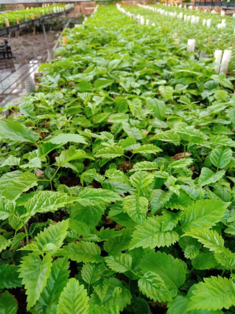 紫花风铃木种苗多花风铃木小苗园林绿化开花植物