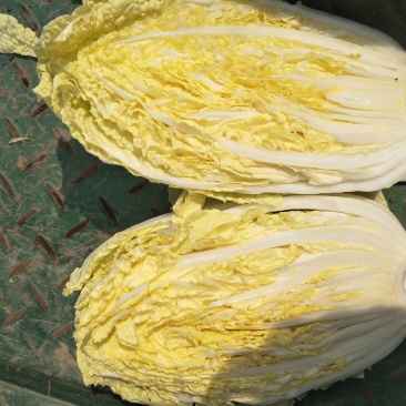 黄心大白菜