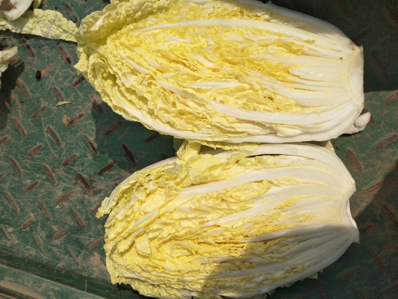 黄心大白菜