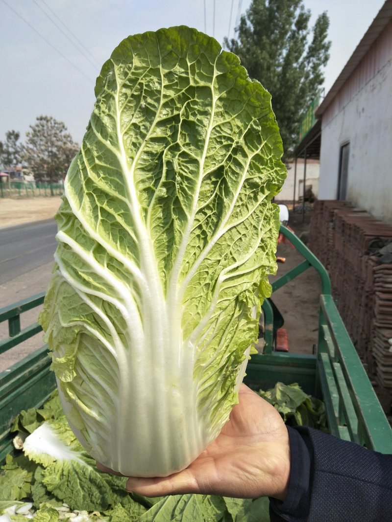 黄心大白菜