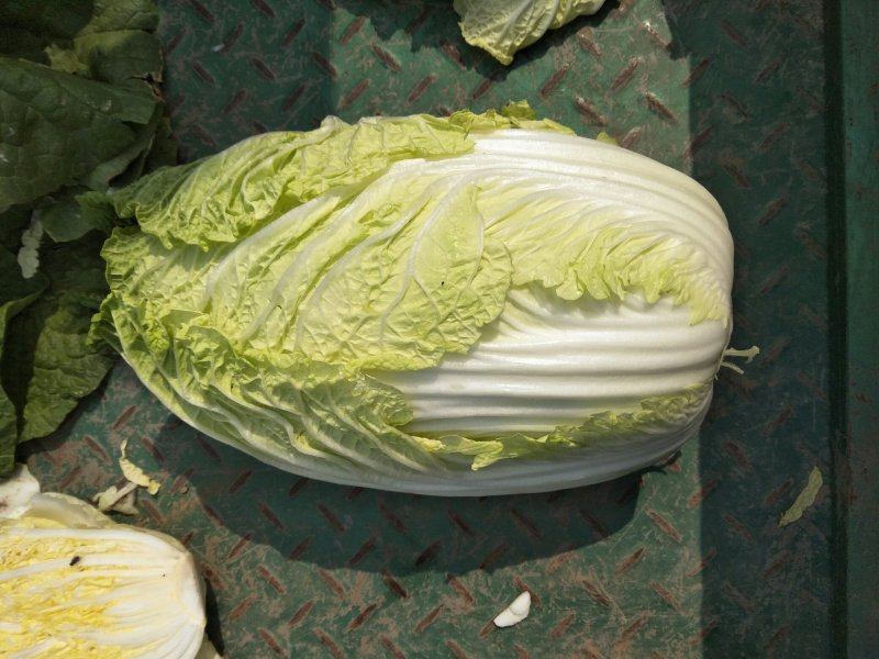 黄心大白菜
