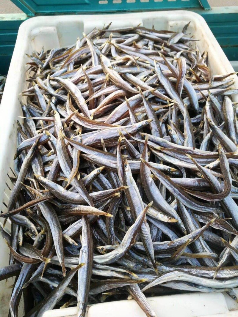 面条鱼供应，干鲜面条鱼供应
