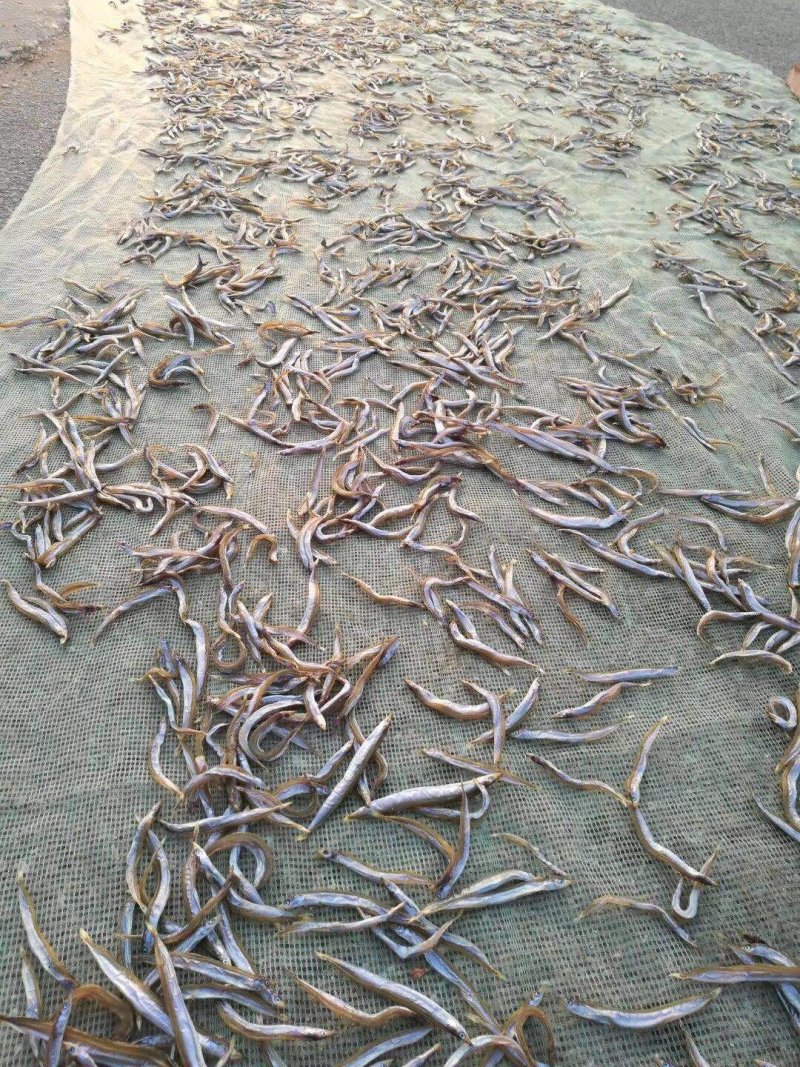 面条鱼供应，干鲜面条鱼供应