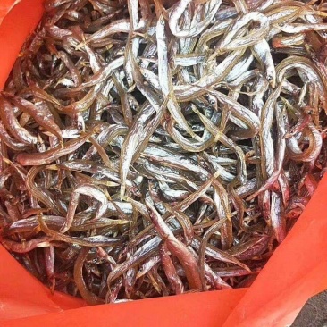 面条鱼供应，干鲜面条鱼供应
