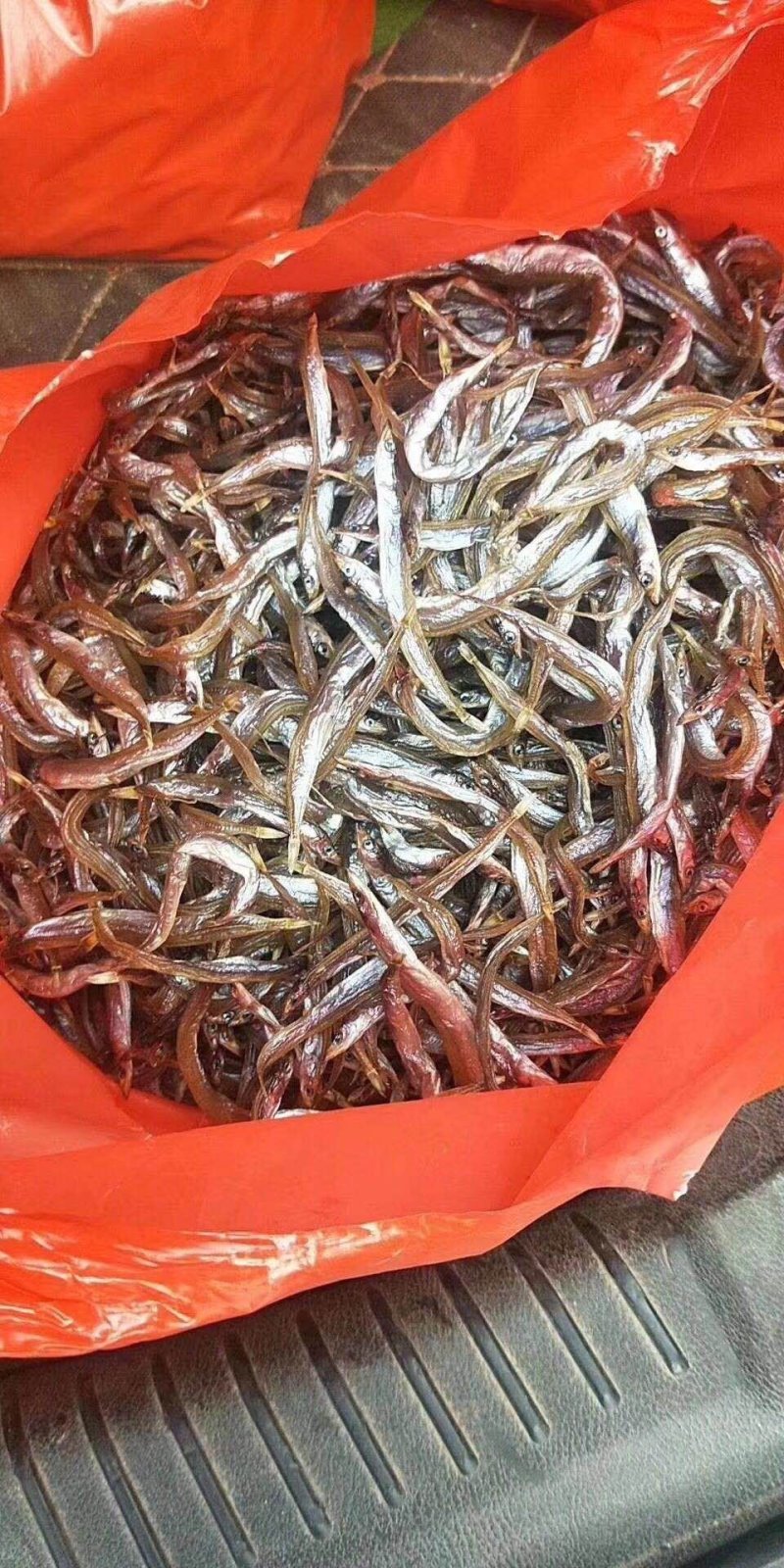 面条鱼供应，干鲜面条鱼供应