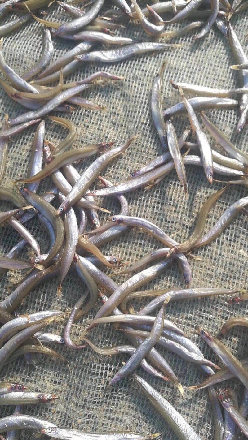 面条鱼供应，干鲜面条鱼供应