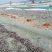 面条鱼供应，干鲜面条鱼供应
