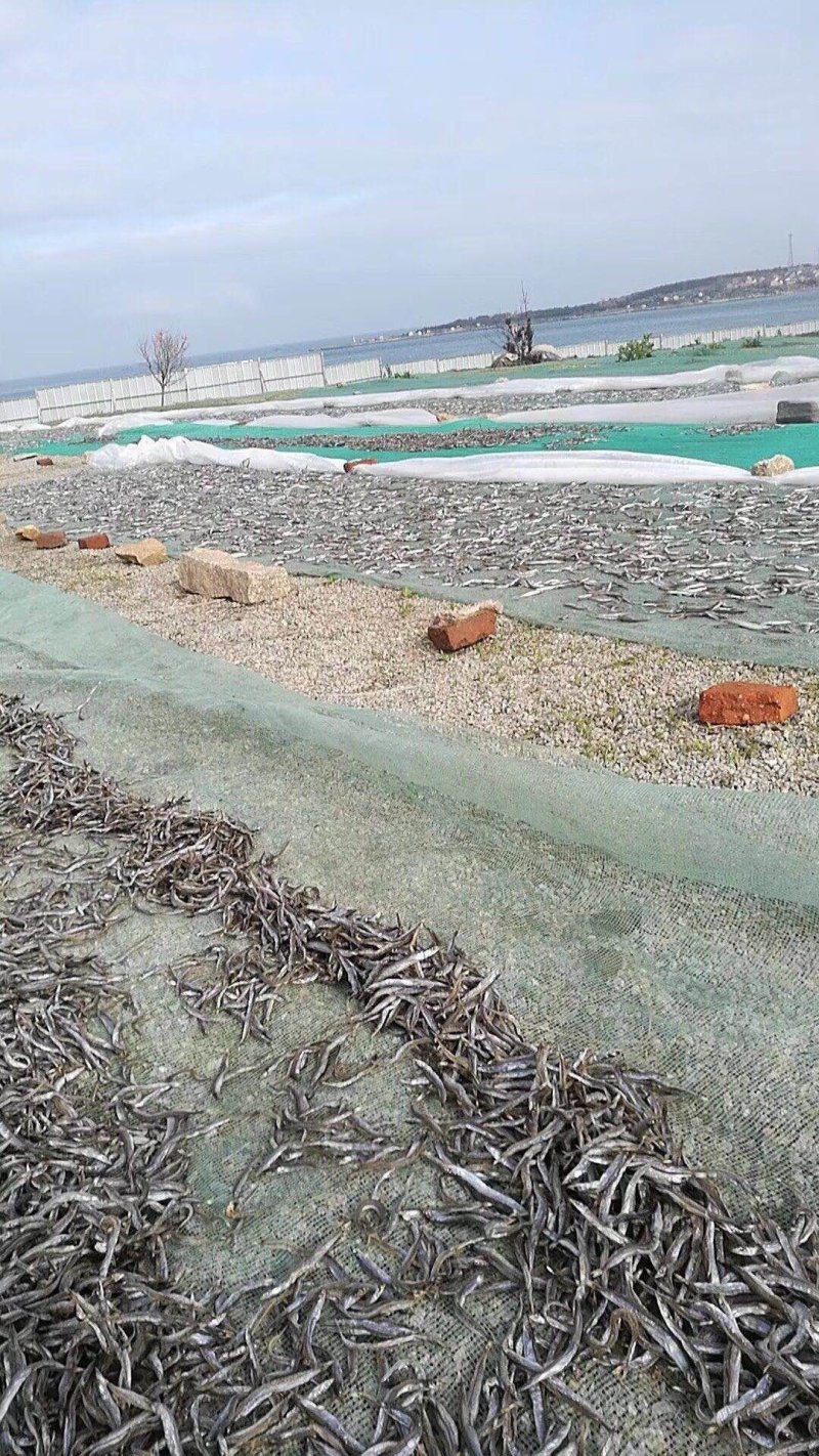 面条鱼供应，干鲜面条鱼供应