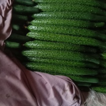 聊城精品密刺黄瓜黄瓜品质好现在正大量上市