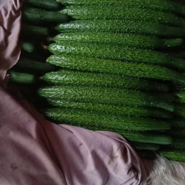 聊城精品密刺黄瓜黄瓜品质好现在正大量上市