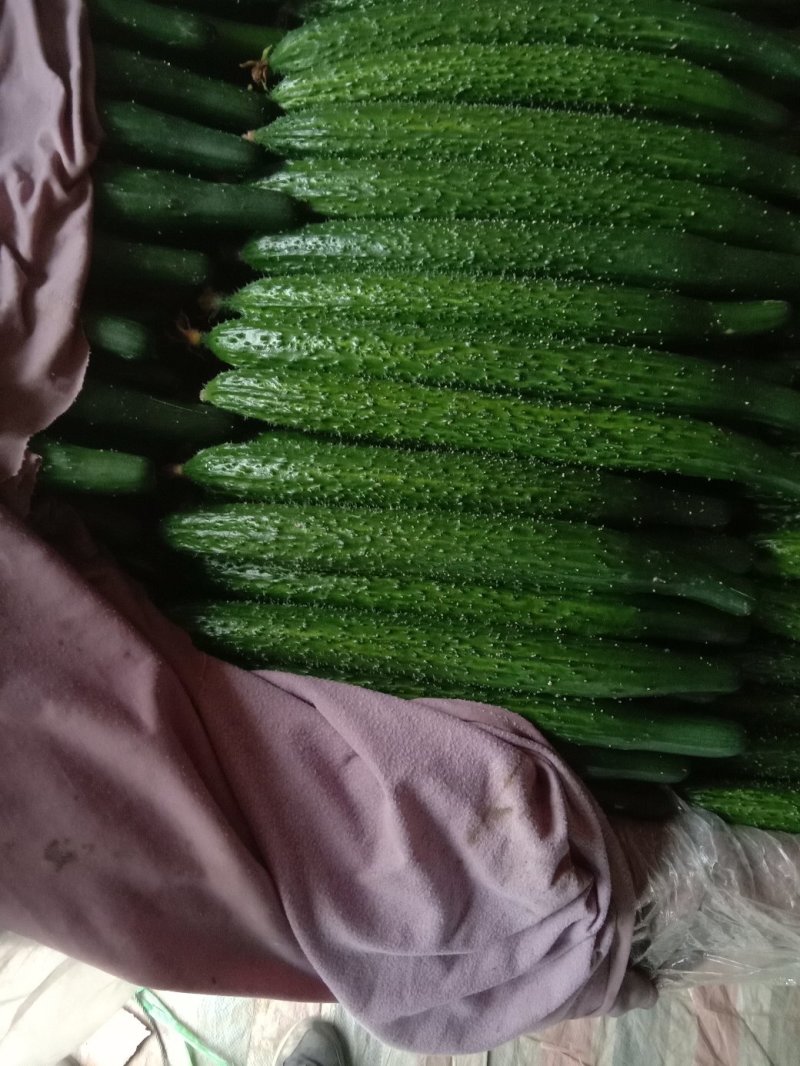 聊城精品密刺黄瓜黄瓜品质好现在正大量上市