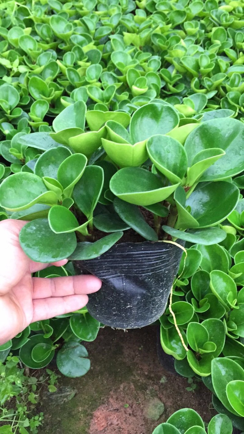 产地直销批发精品观叶小家碧玉
