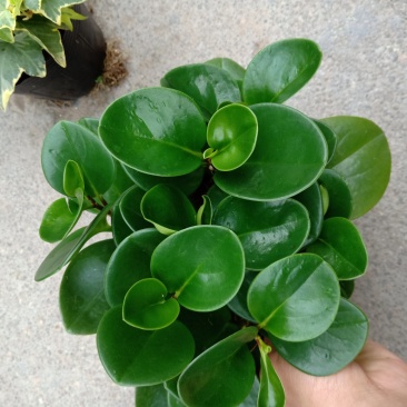 产地直销批发精品观叶小家碧玉