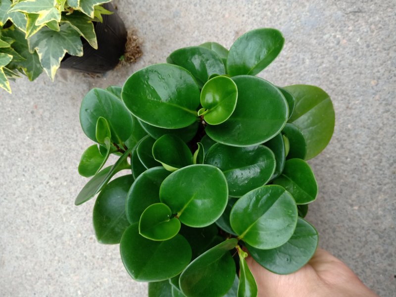 产地直销批发精品观叶小家碧玉