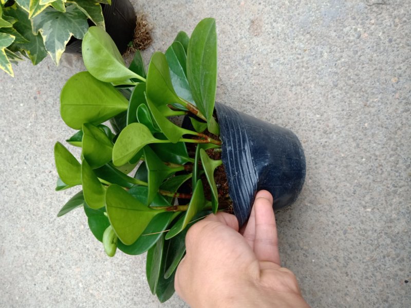 产地直销批发精品观叶小家碧玉