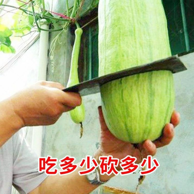 砍瓜种子100粒/包粒坎多少吃多少随坎随吃