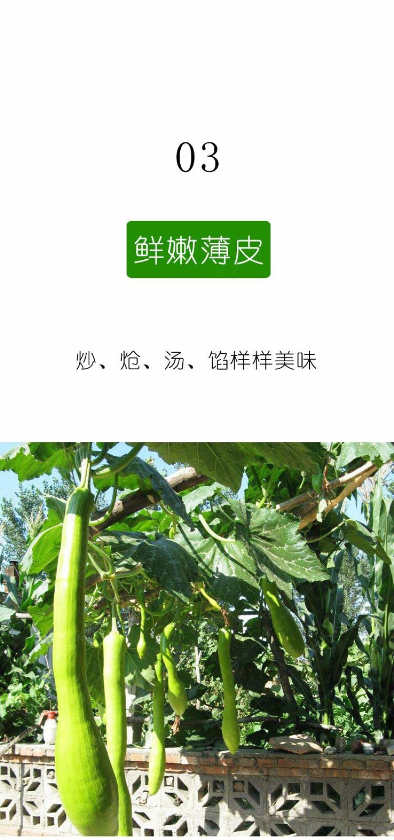 砍瓜种子100粒/包粒坎多少吃多少随坎随吃