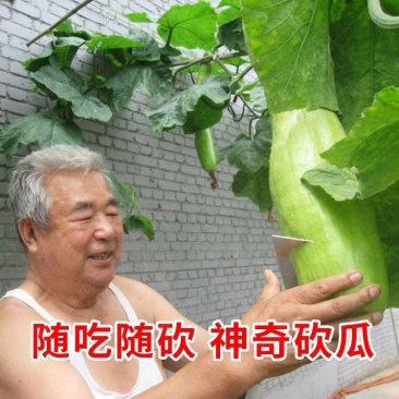砍瓜种子100粒/包粒坎多少吃多少随坎随吃