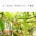 砍瓜种子100粒/包粒坎多少吃多少随坎随吃