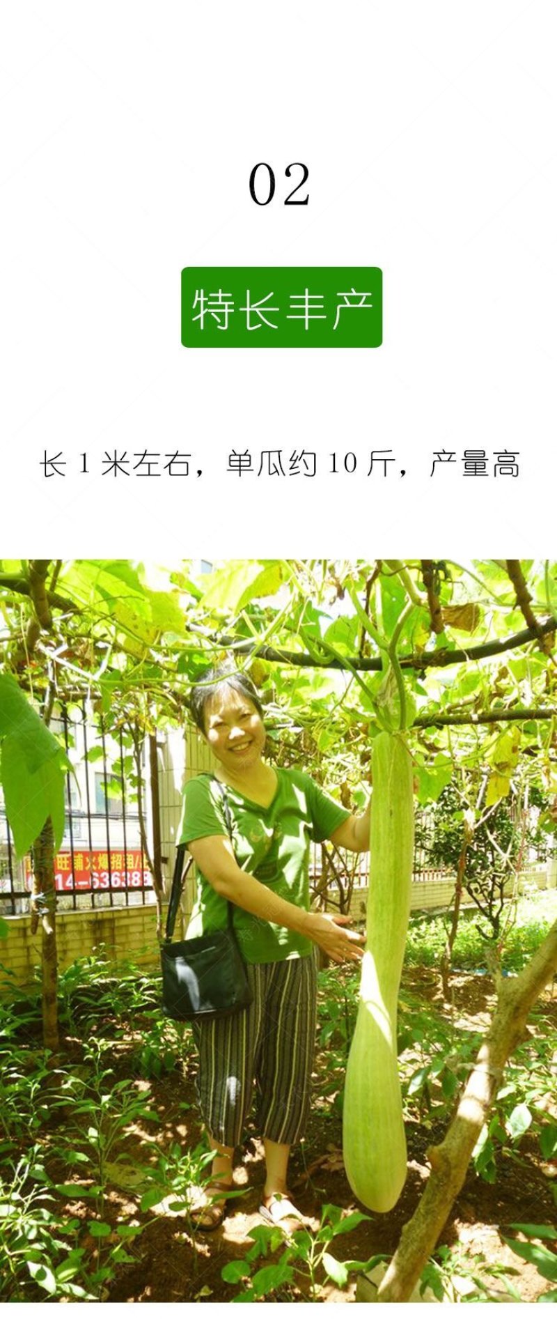 砍瓜种子100粒/包粒坎多少吃多少随坎随吃