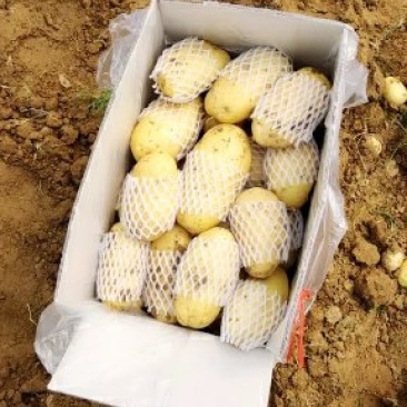 【实力推荐】山东济南平阴荷兰十五土豆，价格实惠大量供应