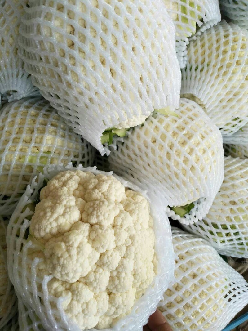 河北邯郸松花菜散花乳白菜花有机花菜全国发货