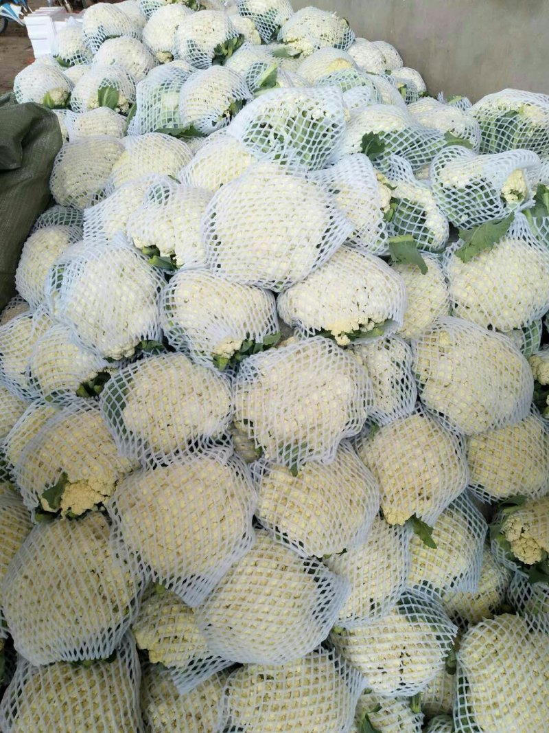 河北邯郸松花菜散花乳白菜花有机花菜全国发货