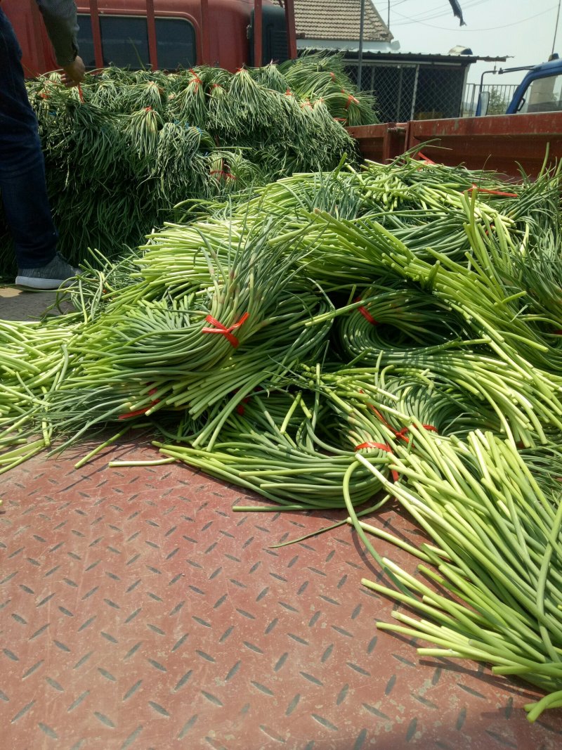 金乡红毛蒜薹精品70cm以上