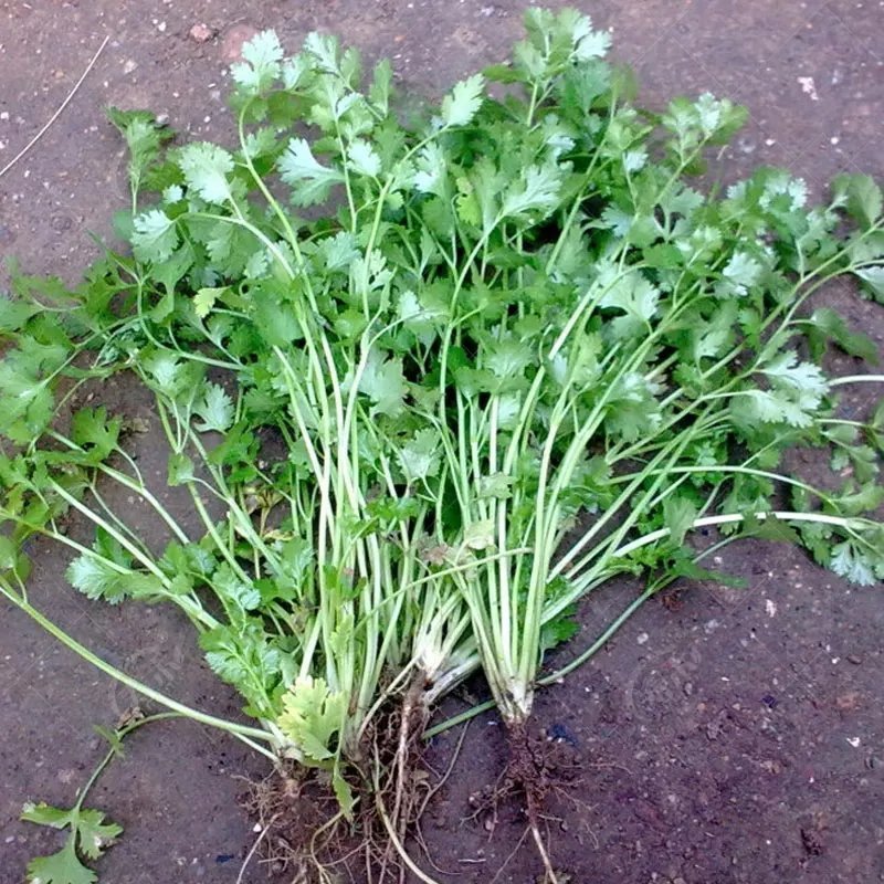 七里香老香菜种子